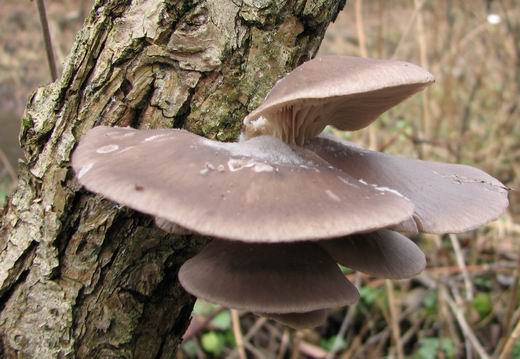 hliva ustricovitá Pleurotus ostreatus (Jacq.) P. Kumm.