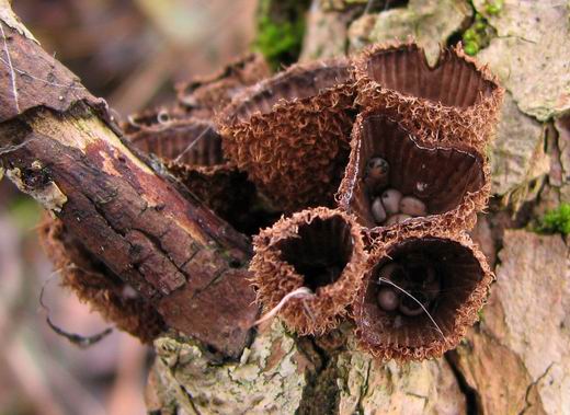 čiaškovec pásikavý Cyathus striatus (Huds.) Willd.