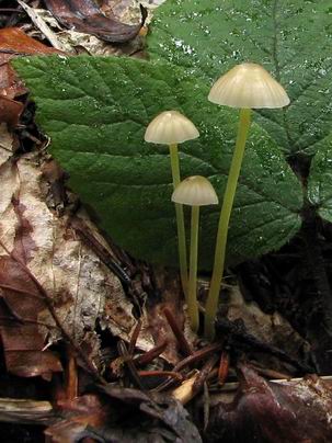 prilbička slizká Mycena epipterygia (Scop.) Gray