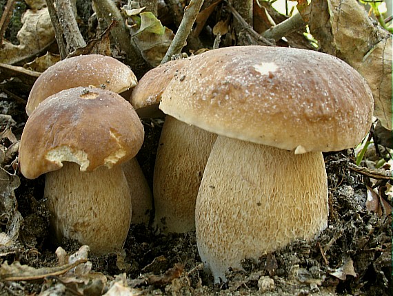 hríb dubový Boletus reticulatus Schaeff.