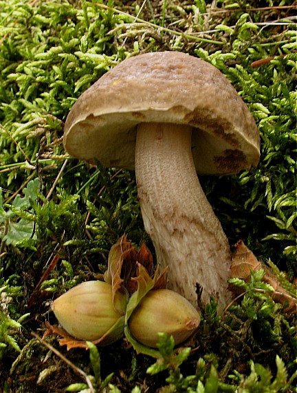 kozák Leccinum sp.