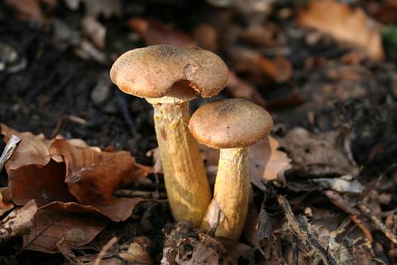 podpňovka Armillaria sp.