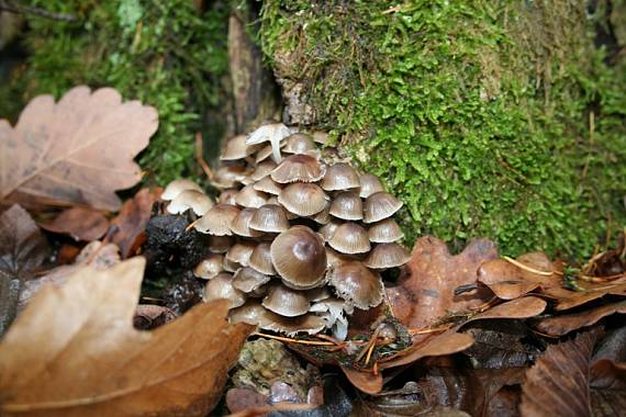 prilbička hnedosivá Mycena tintinnabulum (Paulet) Quél.