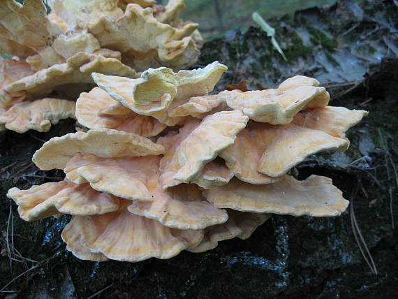 sírovec obyčajný Laetiporus sulphureus (Bull.) Murrill