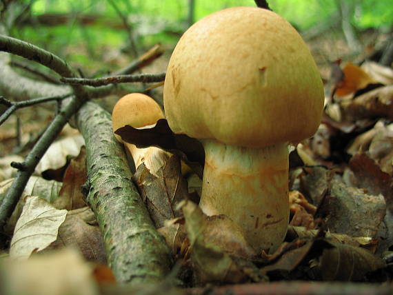 pavučinovec Cortinarius sp.