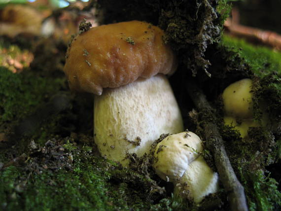 hríb dubový Boletus reticulatus Schaeff.