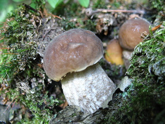 kozák hrabový Leccinum pseudoscabrum (Kallenb.) Šutara