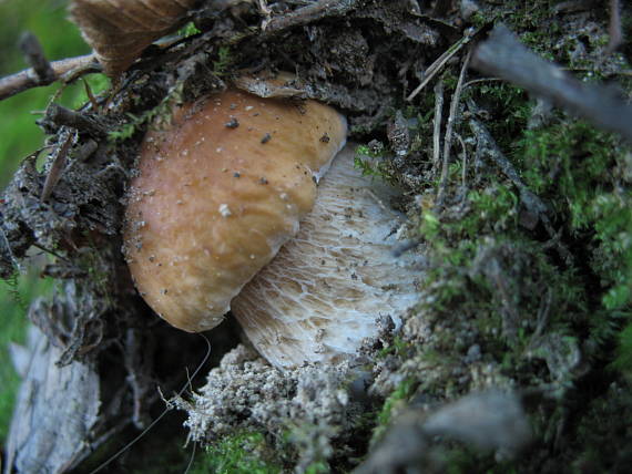 hríb dubový Boletus reticulatus Schaeff.