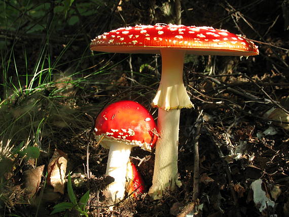 muchotrávka červená Amanita muscaria (L.) Lam.