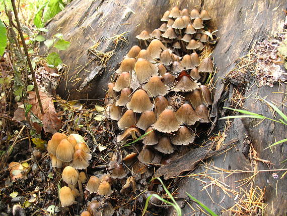 hnojník ligotavý ? Coprinus micaceus ?