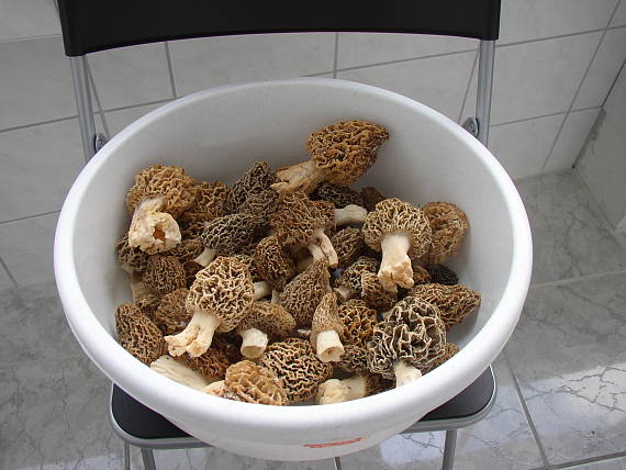 smrčok jedlý Morchella esculenta (L.) Pers.