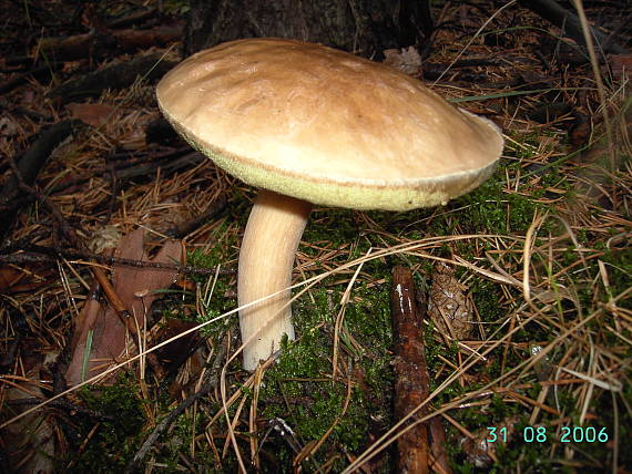 hríb dubový Boletus reticulatus Schaeff.