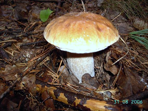 hríb dubový Boletus reticulatus Schaeff.