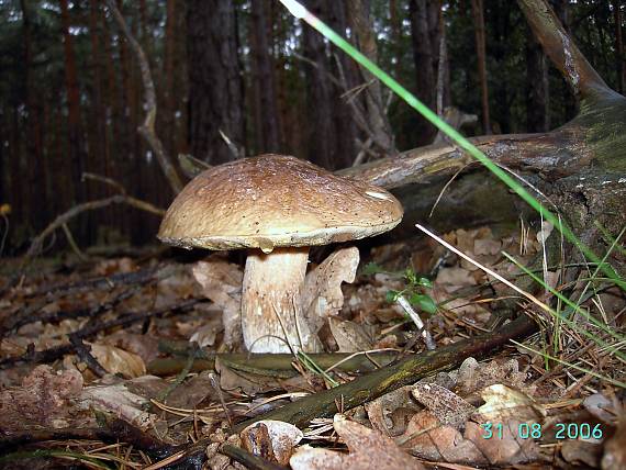 hríb dubový Boletus reticulatus Schaeff.