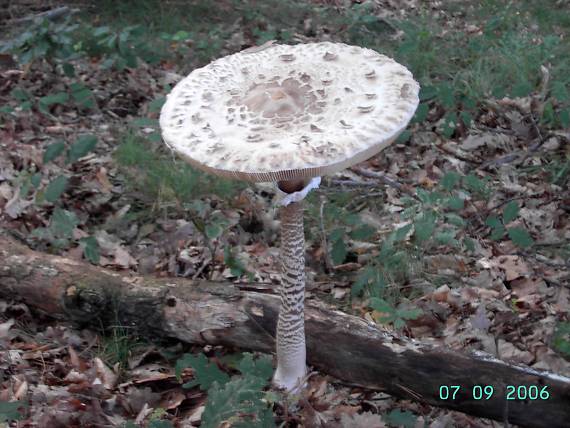 bedľa vysoká Macrolepiota procera (Scop.) Singer