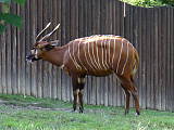 antilopa bongo