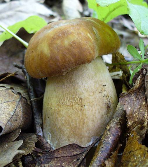 hríb dubový Boletus reticulatus Schaeff.