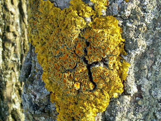 terčovník zední Xanthoria parietina var. parietina