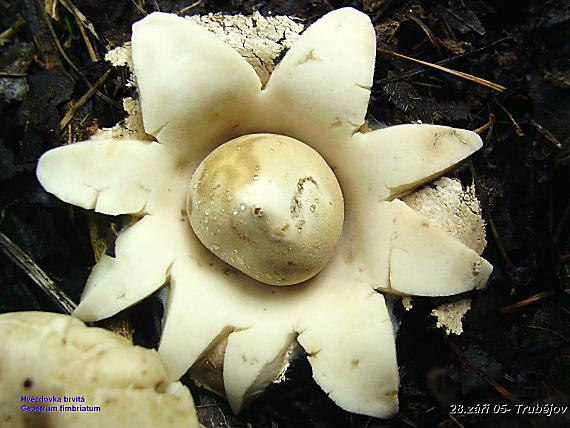 hviezdovka strapkatá Geastrum fimbriatum Fr.