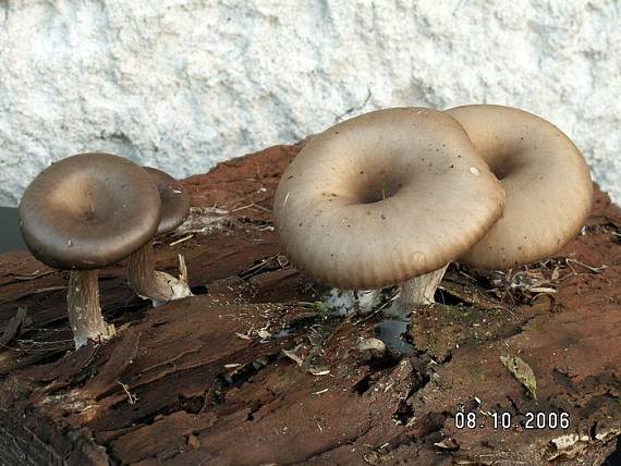 strmulica čiašková Pseudoclitocybe cyathiformis (Bull.) Singer