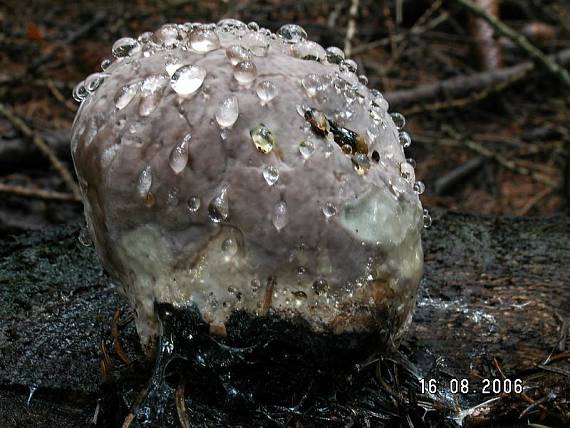 troudnatec pásovaný Fomitopsis pinicola (Sw.) P. Karst.