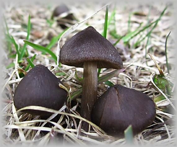 závojenka jarní Entoloma vernum S. Lundell