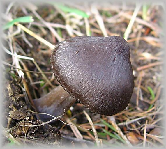 závojenka jarní Entoloma vernum S. Lundell