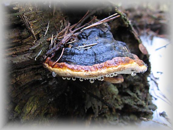 troudnatec pásovaný Fomitopsis pinicola (Sw.) P. Karst.