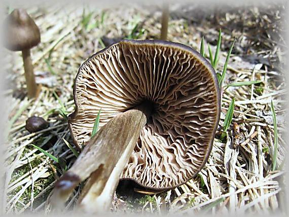 závojenka jarní Entoloma vernum S. Lundell