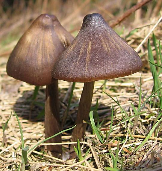 závojenka jarní Entoloma vernum S. Lundell