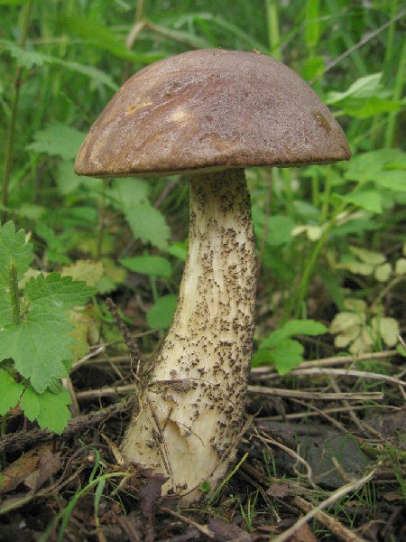 kozák březový Leccinum scabrum (Bull.) Gray