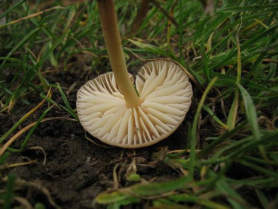 špička obecná Marasmius oreades (Bolton) Fr.