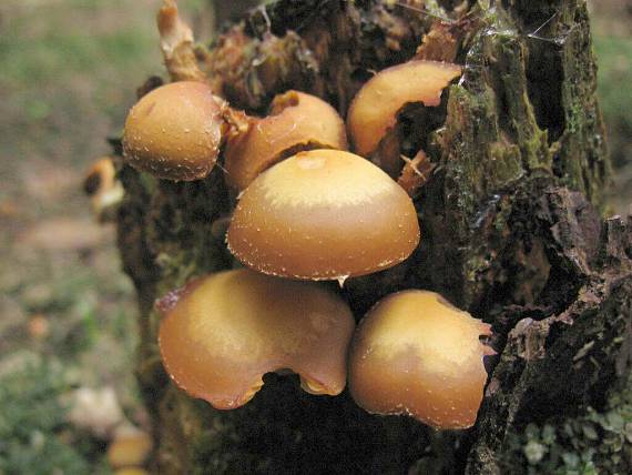 opěnka měnlivá Kuehneromyces mutabilis (Schaeff.) Singer & A.H. Sm.