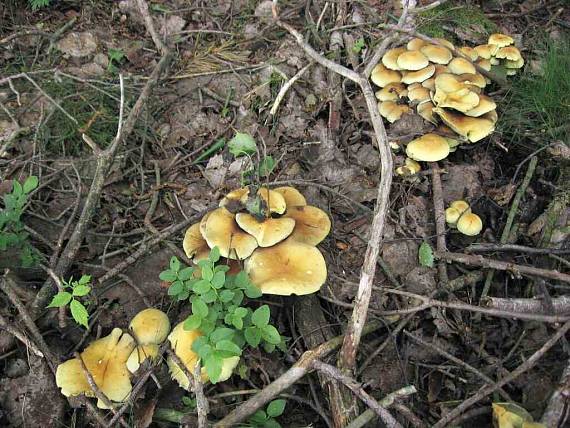 třepenitka svazčitá Hypholoma fasciculare (Huds.) P. Kumm.