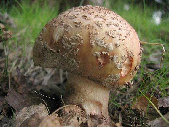 muchomůrka růžovka Amanita rubescens Pers.