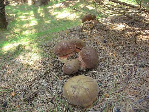 hřib kovář Sutorius luridiformis (Rostk.) G. Wu & Zhu L. Yang