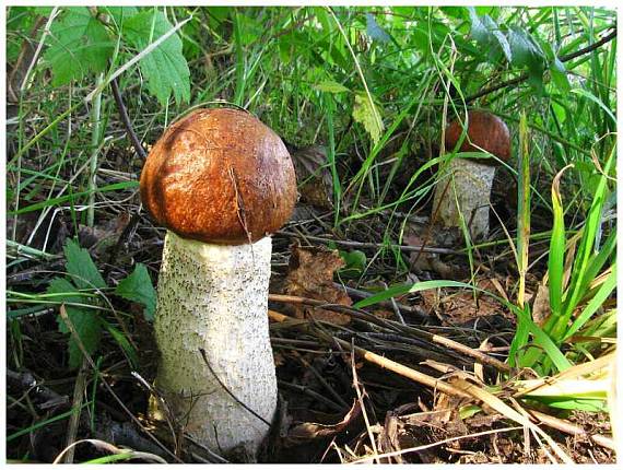 křemenáč osikový Leccinum aurantiacum (Bull.) Gray