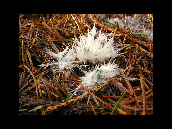 štětináček bělavý Pterula subulata