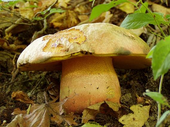 hřib Le-galové Rubroboletus legaliae (Pilát & Dermek) Della Maggiora & Trassin.