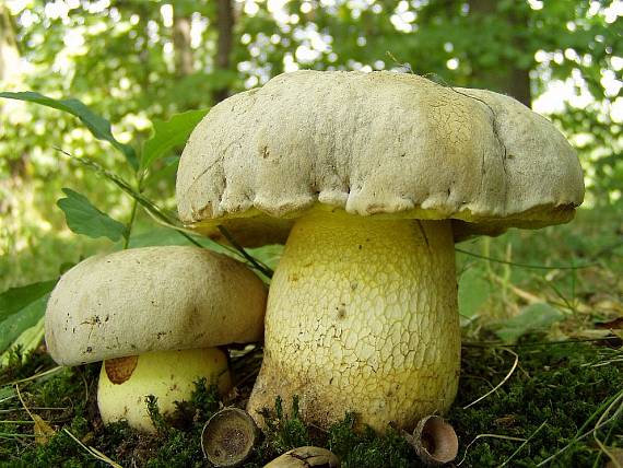 hřib medotrpký Boletus albidus