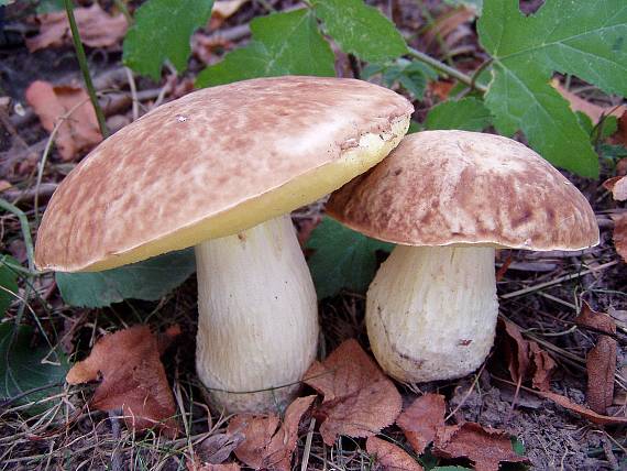 hřib skvrnitý Hemileccinum depilatum (Redeuilh) Šutara