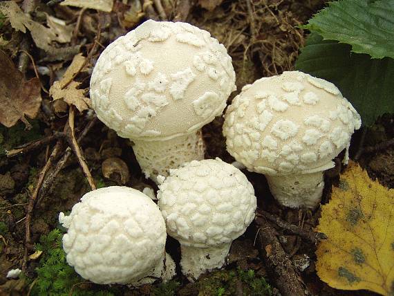 pýchyvka závojová Lycoperdon mammiforme Pers.