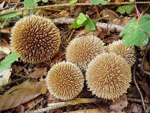 pýchavka ježatá Lycoperdon echinatum Pers.