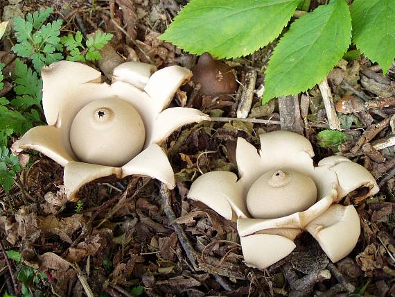 hvězdovka trojitá Geastrum triplex Jungh.