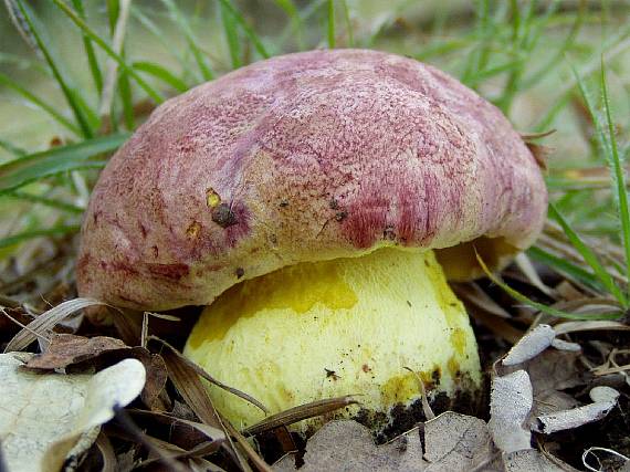 hřib královský Butyriboletus regius (Krombh.) D. Arora & J.L. Frank