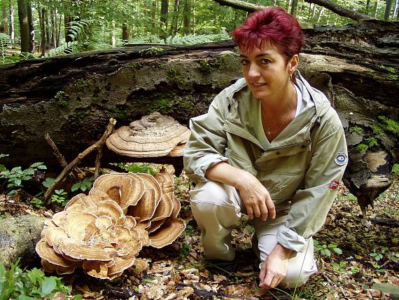 vějířovec obrovský Meripilus giganteus