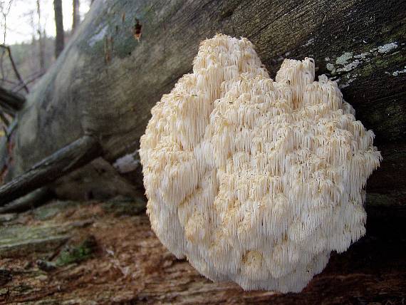 korálovec jedlový Hericium alpestre Pers.