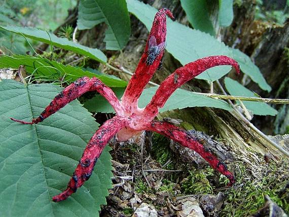 mrežovka kvetovitá Clathrus archeri (Berk.) Dring