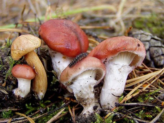 slizák růžový Gomphidius roseus (Fr.) Oudem.