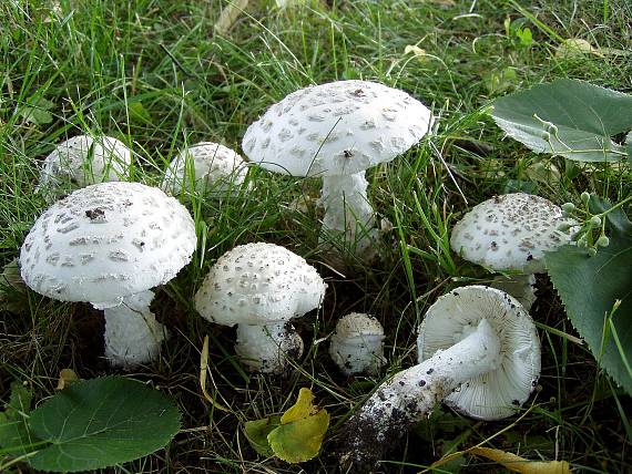 muchomůrka šiškovitá Amanita strobiliformis Gonn. & Rabenh.